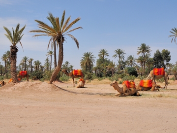 Incentive & culture à Marrakech