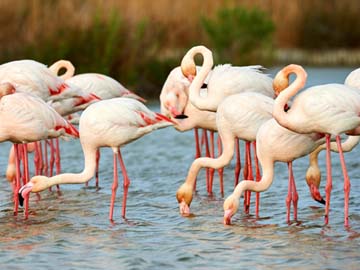 Séminaire en Camargue