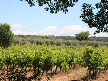 sa-realisation-gargas-gordes-vignes-jm-rosierwikipedia-jpg