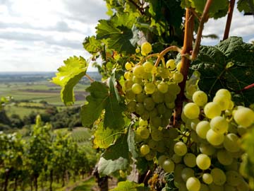 Séminaire travail au coeur des vignes